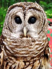 Barn_owl_close_up_full_front