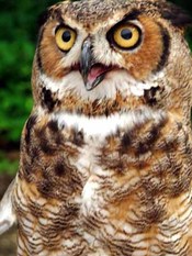 Horned_owl_front