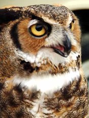 Horned_owl_side