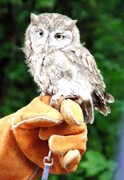 Screech_owl_on_hand