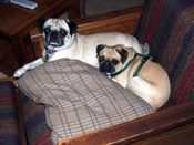 Obx_07_sueno_and_gracie_in_chair