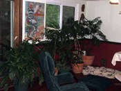 Dining_room_plants_ou