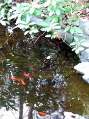 Pond_goldfish