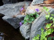 Pond_violets