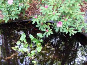 Rhodoendren_blooming_over_pond