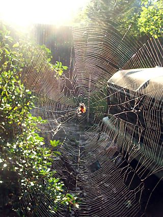 Morning spider in web