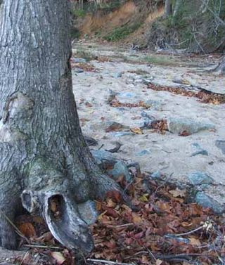 W.beach tree