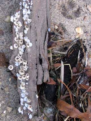 W. barnacles