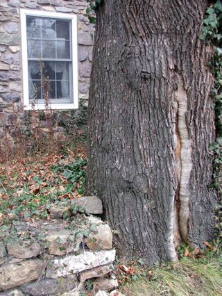 Cville woman tree, window, stone wall