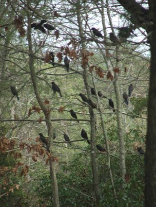 Blackbirds in trees close up