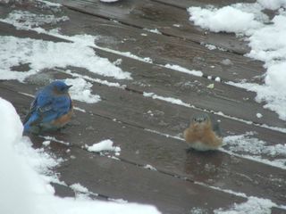 Snow 3.09 bluebird couple