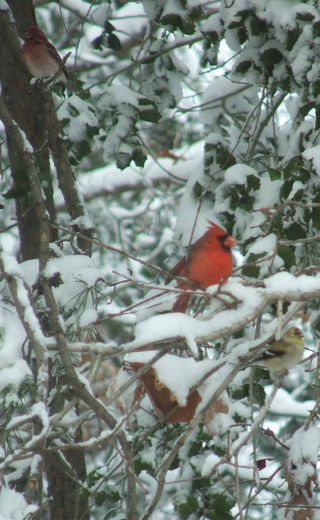 Snow 3.09 cardinal and bluebird