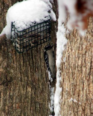 Snow 3.09 hairy woodpecker