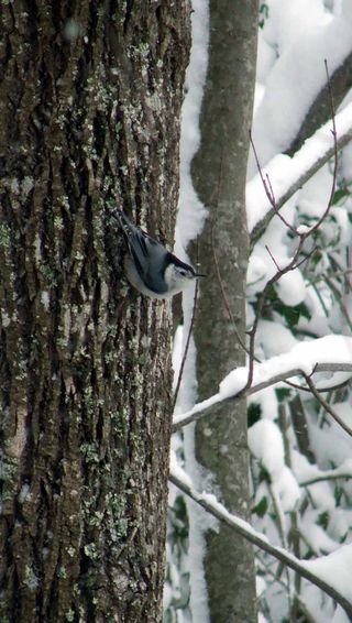 Snow 3.09 white breasted nuthatch