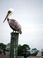 Artsy_ocracoke_pelican_close_up_1