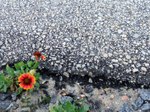 Obx_flower_in_asphalt_1
