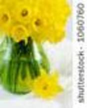 Stock_daffodils