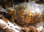 Turtle_with_orange_eye