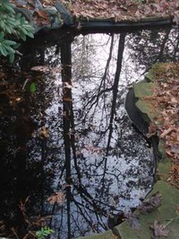 Yard_pond_reflection