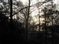 Yard_silhouette_trees_against_the_fog