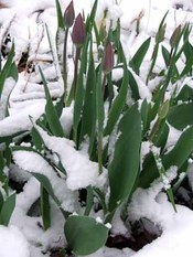 Tulips_in_snow_07