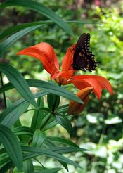 Butterfly_on_orange_lily