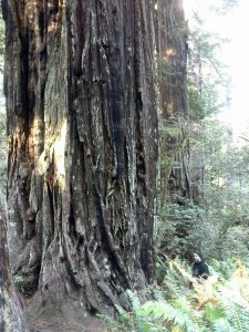 person standing by a redwood tree