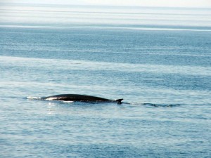 a fin whale, taken with telphoto lens, off the coast of Maine 2013