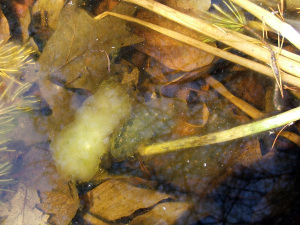 Egg sacs in my pond, spring 2013 - something new a birthing.  Phot by Tammy Vitale