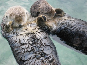 Sea Otters "rafting" (holding hands so they don't drift apart while sleeping)