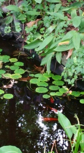 pond with goldfish and lilypads