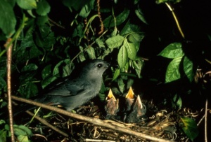 catbird and babies in nest