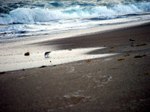 Obx_artsy_plover_head_down_1